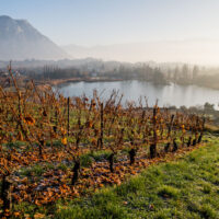 Apremont Jacquère - AOP Vin de Savoie Apremont - 2025