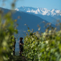 Apremont Jacquère - AOP Vin de Savoie Apremont - 2025