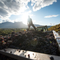 Apremont Jacquère - AOP Vin de Savoie Apremont - 2025