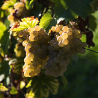 Apremont Jacquère - AOP Vin de Savoie Apremont - 2025