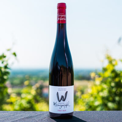 Pinot noir vignes Pinot Noir W Langzug - 2023 - AOC Alsace