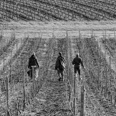 Montagny Les Macles Chardonnay - AOC Montagny - 2023