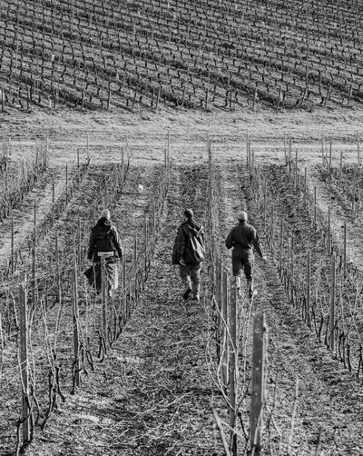 Montagny Les Macles Chardonnay - AOC Montagny - 2023