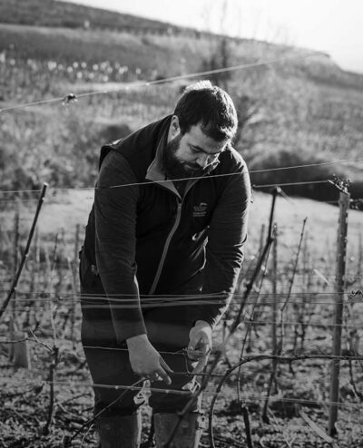 Montagny Les Macles Chardonnay - AOC Montagny - 2023