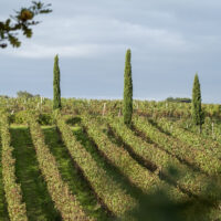 Sauvignon Gris - AOC Bordeaux Blanc - 2024