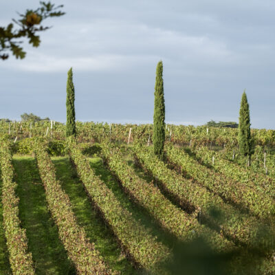 Sauvignon Gris - AOC Bordeaux Blanc - 2024