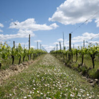Sauvignon Gris - AOC Bordeaux Blanc - 2024