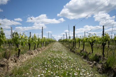 Sauvignon Gris - AOC Bordeaux Blanc - 2024