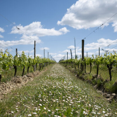 Sauvignon Gris - AOC Bordeaux Blanc - 2024