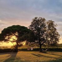 Sauvignon Gris - AOC Bordeaux Blanc - 2024