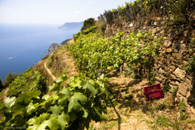 _MG_5919adelmo massola Sassarini Cinque Terre DOC - 2025