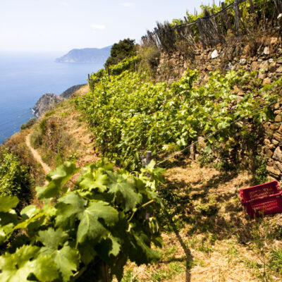 _MG_5919adelmo massola Sassarini Cinque Terre DOC - 2025