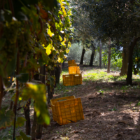 Cratere Rosso Lacryma Christi del Vesuvio DOC - 2024