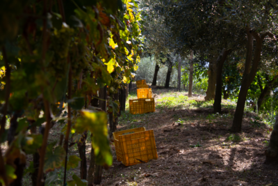 Cratere Rosso Lacryma Christi del Vesuvio DOC - 2024