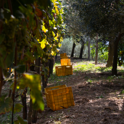 Cratere Rosso Lacryma Christi del Vesuvio DOC - 2024