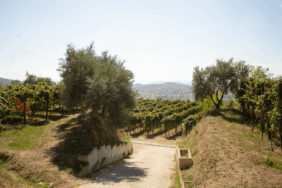 Cratere Rosso Lacryma Christi del Vesuvio DOC - 2024