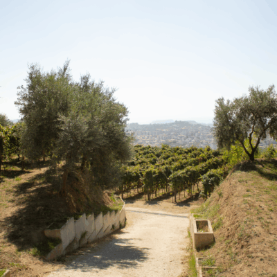 Cratere Rosso Lacryma Christi del Vesuvio DOC - 2024