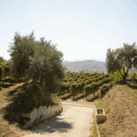Cratere Rosso Lacryma Christi del Vesuvio DOC - 2024