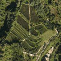 Cratere Rosso Lacryma Christi del Vesuvio DOC - 2024