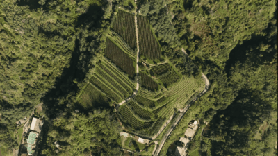 Cratere Rosso Lacryma Christi del Vesuvio DOC - 2024