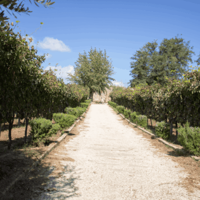 Cratere Rosso Lacryma Christi del Vesuvio DOC - 2024