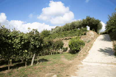 Cratere Rosso Lacryma Christi del Vesuvio DOC - 2024