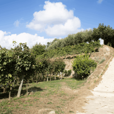 Cratere Rosso Lacryma Christi del Vesuvio DOC - 2024