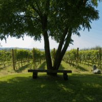 Cratere Rosso Lacryma Christi del Vesuvio DOC - 2024