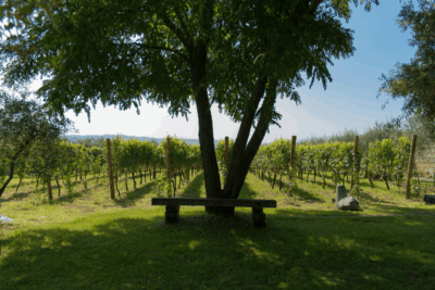 Cratere Rosso Lacryma Christi del Vesuvio DOC - 2024