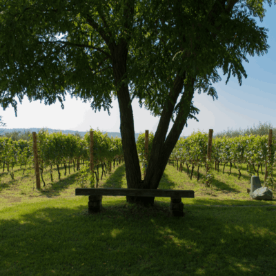 Cratere Rosso Lacryma Christi del Vesuvio DOC - 2024