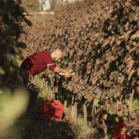 Cratere Rosso Lacryma Christi del Vesuvio DOC - 2024