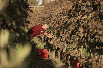 Cratere Rosso Lacryma Christi del Vesuvio DOC - 2024