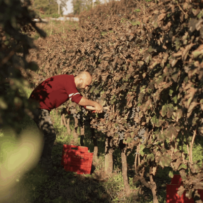 Cratere Rosso Lacryma Christi del Vesuvio DOC - 2024