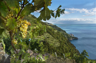 sassarini vino Sassarini Cinque Terre DOC - 2025