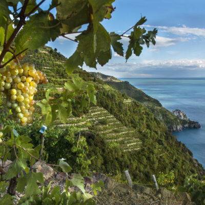 sassarini vino Sassarini Cinque Terre DOC - 2025