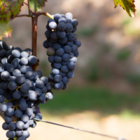 Cratere Rosso Lacryma Christi del Vesuvio DOC - 2024