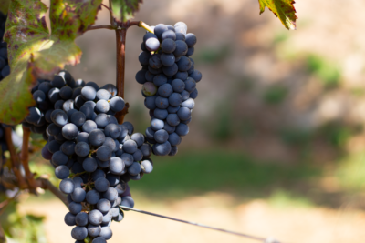 Cratere Rosso Lacryma Christi del Vesuvio DOC - 2024