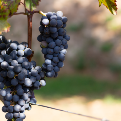 Cratere Rosso Lacryma Christi del Vesuvio DOC - 2024