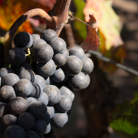 Cratere Rosso Lacryma Christi del Vesuvio DOC - 2024