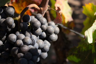 Cratere Rosso Lacryma Christi del Vesuvio DOC - 2024