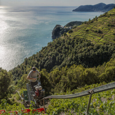 sassarini vino Sassarini Cinque Terre DOC - 2025