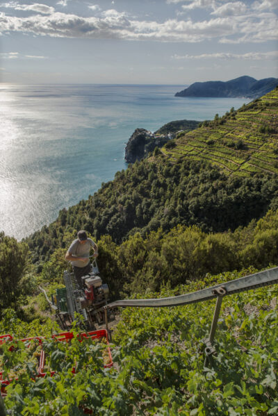 sassarini vino Sassarini Cinque Terre DOC - 2025
