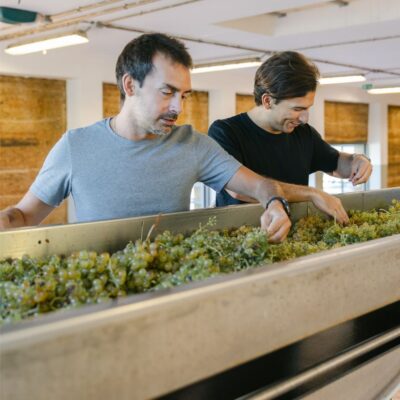 Gavi DOCG Pleo - 2025