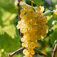 2025_09_16_La_Raia_123 Gavi DOCG Pleo - 2025