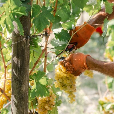 Gavi DOCG Pleo - 2025