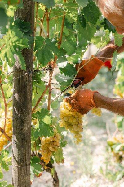 Gavi DOCG Pleo - 2025