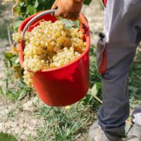 2025_09_16_La_Raia_150 Gavi DOCG Pleo - 2025