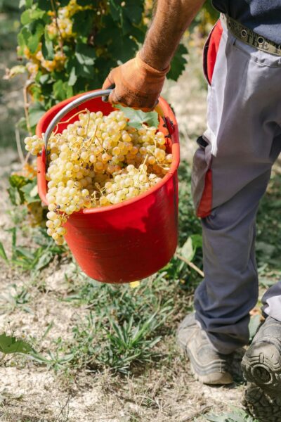 Gavi DOCG Pleo - 2025