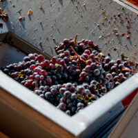 7878 Barolo DOCG del comune di Serralunga d'Alba - 2020