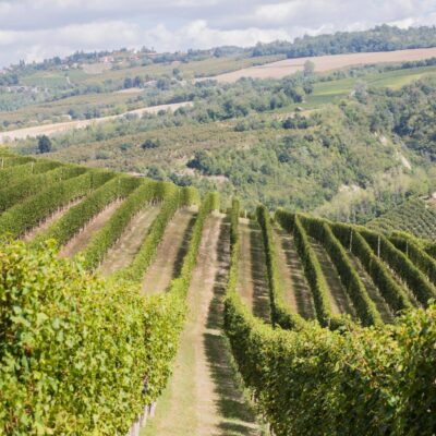 CE7A4116-1 Barolo DOCG del comune di Serralunga d'Alba - 2020